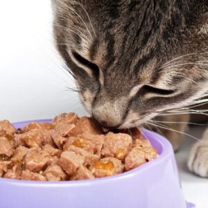 Vlažna hrana za mačke