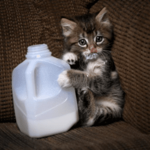 Mleko za mačke