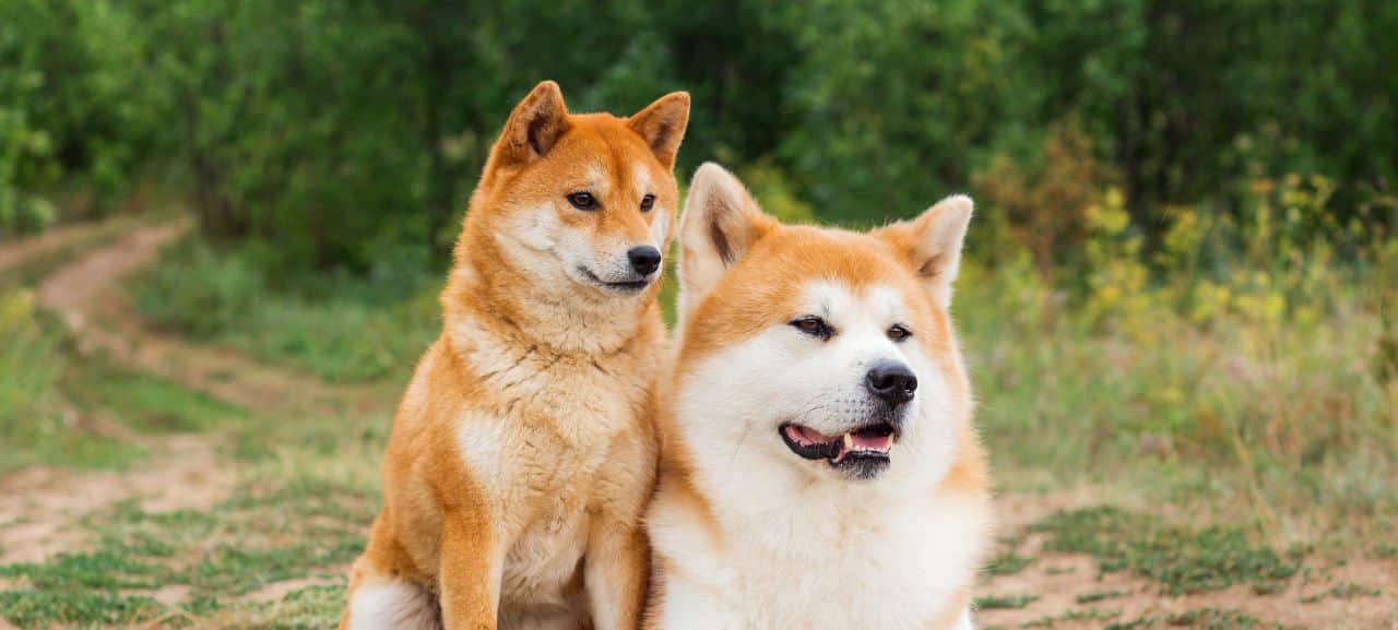 Akita Inu