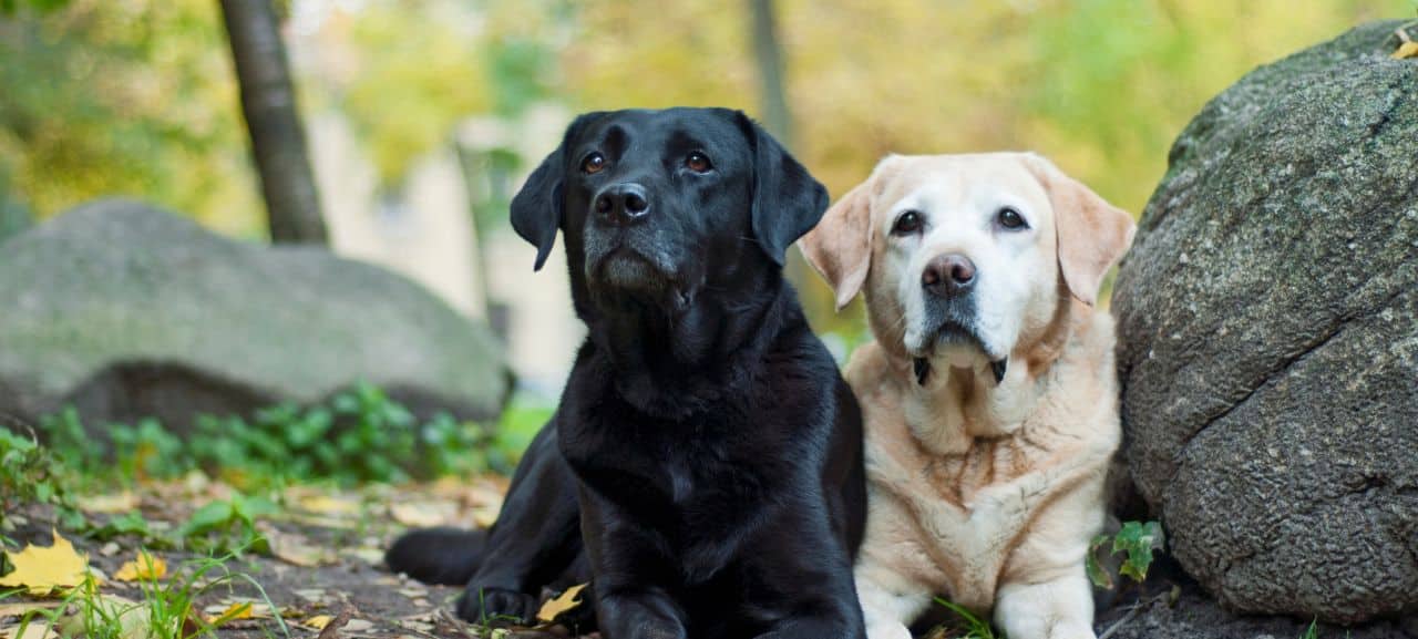 Saveti Labrador Retriver