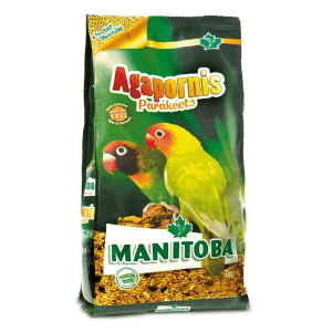 Manitoba Agapornis Parakeets Nimfe