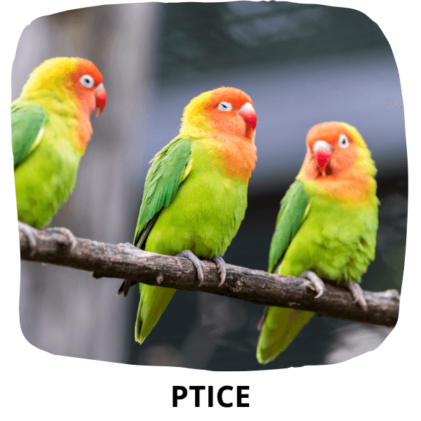 Ptice ikonica