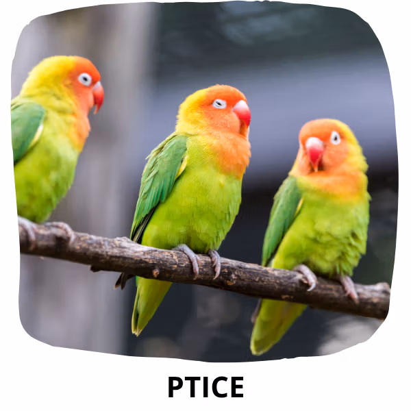 Ptice ikonica