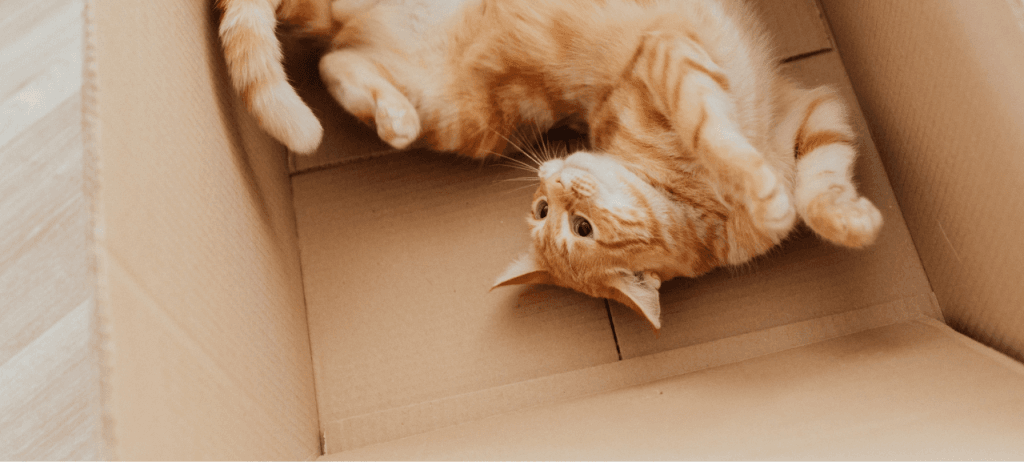 Pawz - Šapice Pet Shop 75 Saveti Top 5 najcescih mitova o mackama razbijamo zablude