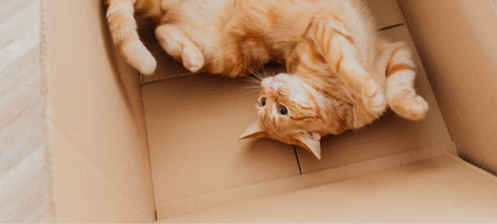 Pawz - Šapice Pet Shop 41 Saveti Top 5 najcescih mitova o mackama razbijamo zablude