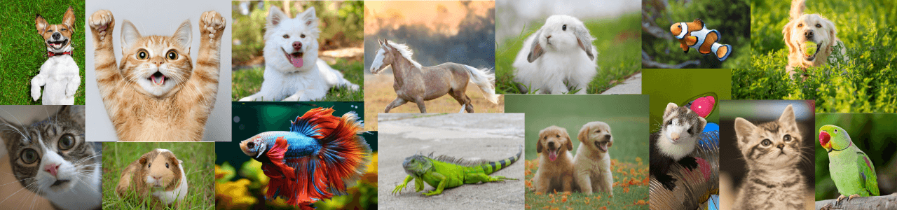 PawzPetFotoKonkurs