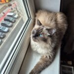 Lora