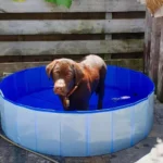 Duvo+ Dog Pool, Bazen Za Pse U Plavoj Boji - Ø120x30cm