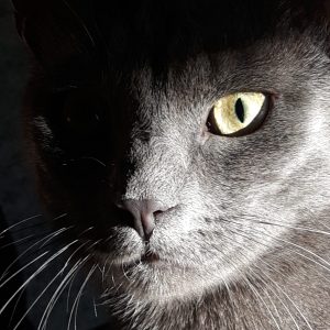 Roko